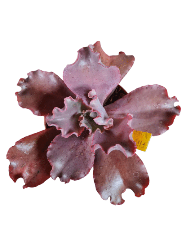 Suculenta Gibbiflora Fire Bird Wing