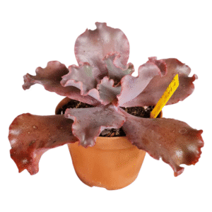 Suculenta Gibbiflora Fire Bird Wing