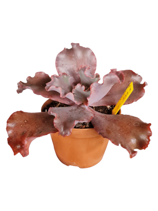 Suculenta Gibbiflora Fire Bird Wing - Image 2