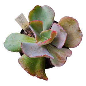 Suculenta Gibbiflora Munchen