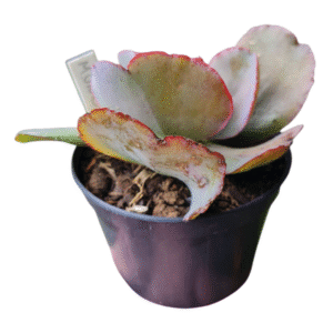 Suculenta Gibbiflora Munchen