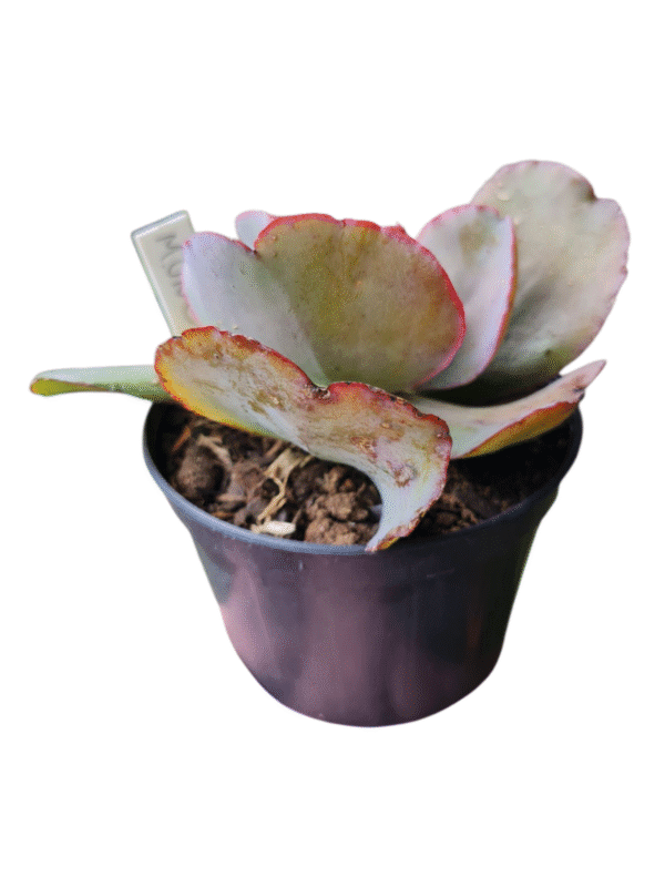 Suculenta Gibbiflora Munchen - Image 2