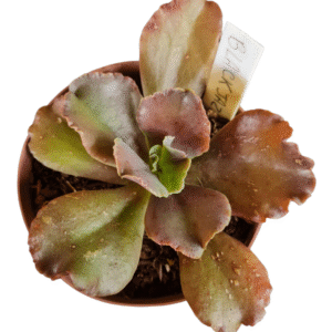 Suculenta Gibbiflora Black Jazz