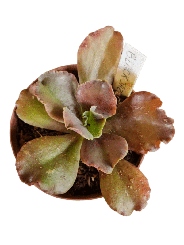 Suculenta Gibbiflora Black Jazz