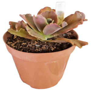 Suculenta Gibbiflora Black Jazz