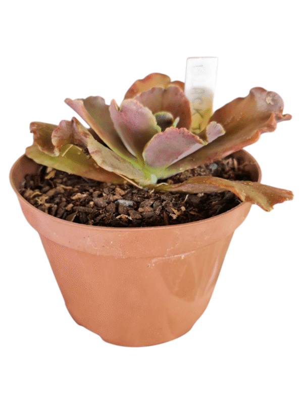 Suculenta Gibbiflora Black Jazz - Imagem 2