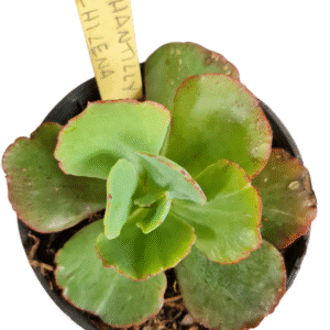 Suculenta Gibbiflora Chantilly Chilena