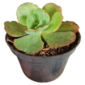 Suculenta Gibbiflora Chantilly Chilena