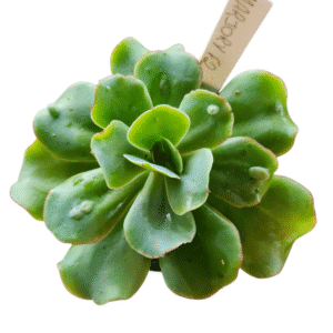 Suculenta Gibbiflora Marjory F2