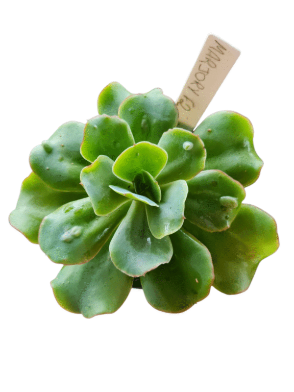 Suculenta Gibbiflora Marjory F2 - Imagem 2