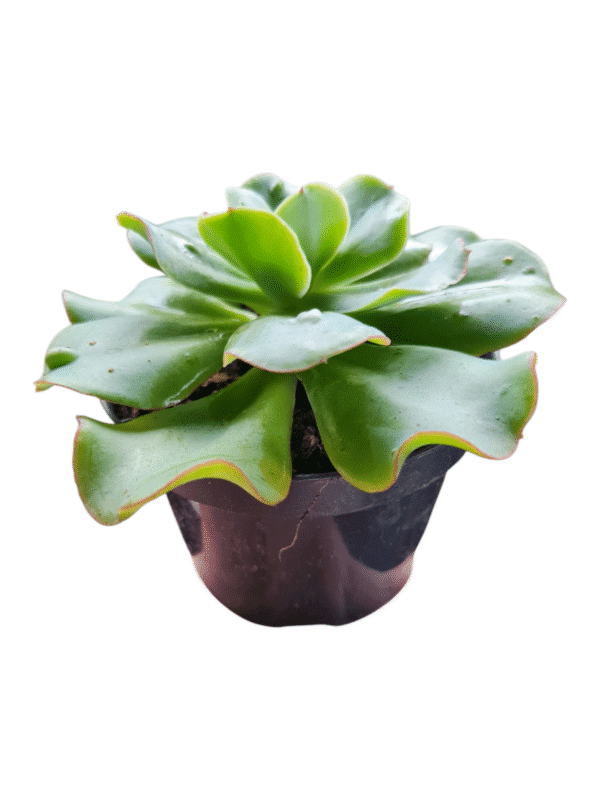 Suculenta Gibbiflora Marjory F2 - Imagem 3