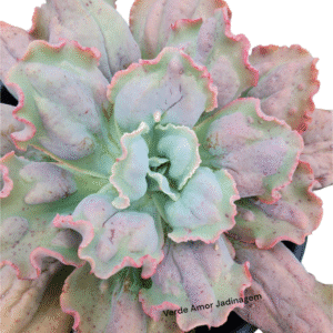 Suculenta Gibbiflora Marjory F2