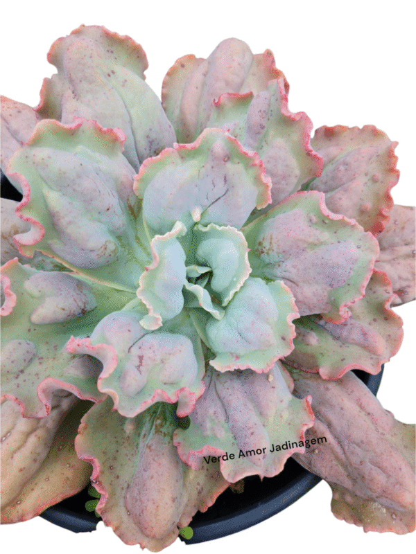 Suculenta Gibbiflora Marjory F2