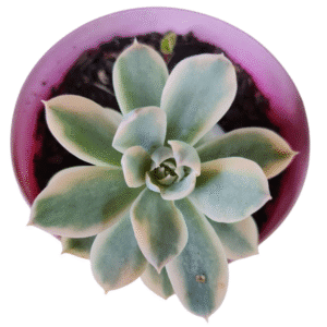 Suculenta Echeveria Subsessilis Variegata- Pote 11