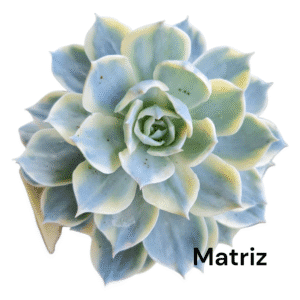 Suculenta Echeveria Subsessilis Variegata- Pote 11