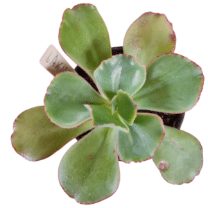 Suculenta Gibbiflora Lakme