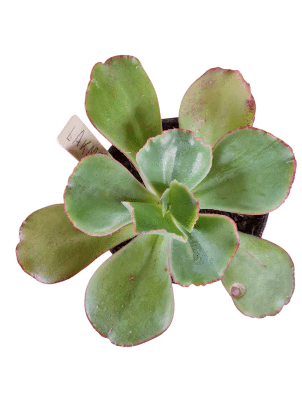 Suculenta Gibbiflora Lakme