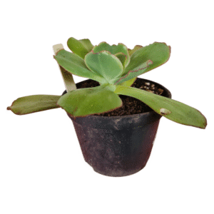 Suculenta Gibbiflora Lakme