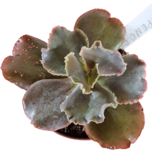Suculenta Gibbiflora Cupeno red