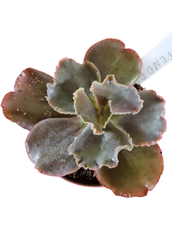 Suculenta Gibbiflora Cupeno red