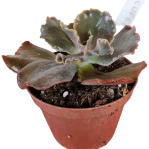 Suculenta Gibbiflora Cupeno red
