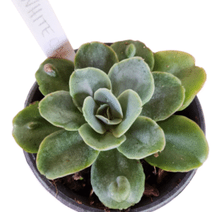 Suculenta Gibbiflora White Castle
