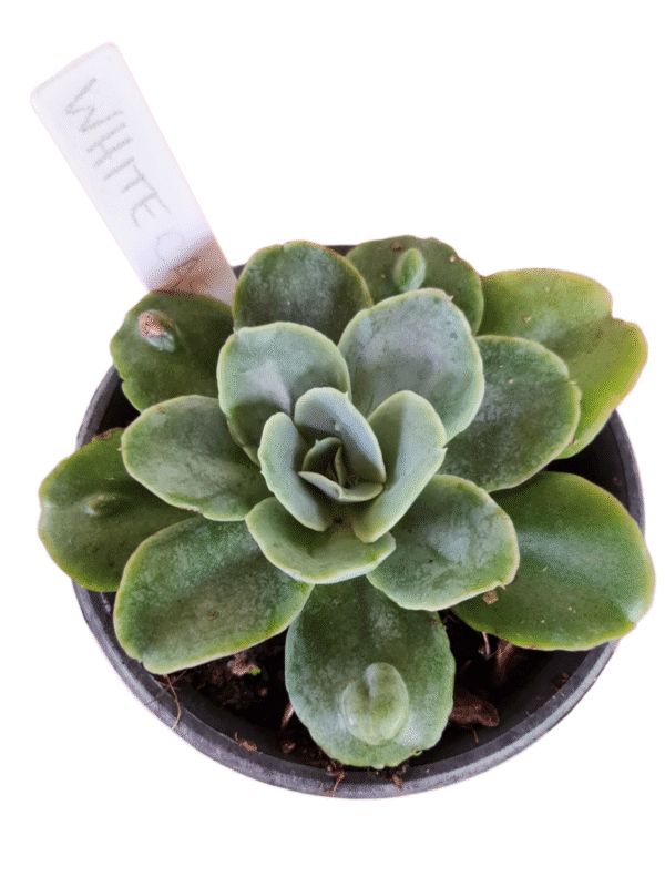 Suculenta Gibbiflora White Castle