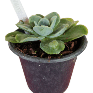 Suculenta Gibbiflora White Castle
