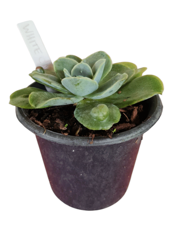 Suculenta Gibbiflora White Castle - Image 2