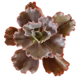 Suculenta Gibbiflora Valentine