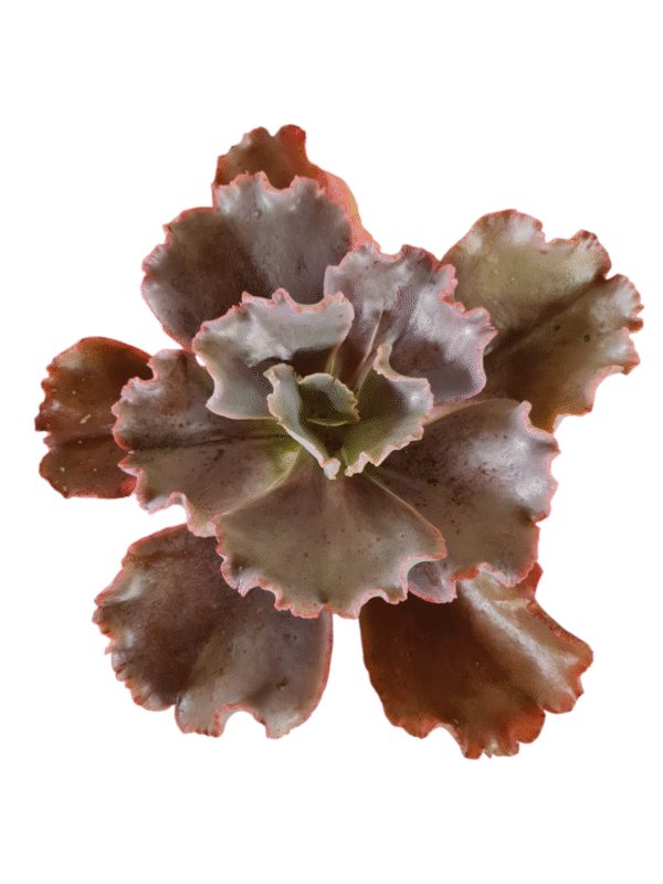 Suculenta Gibbiflora Valentine