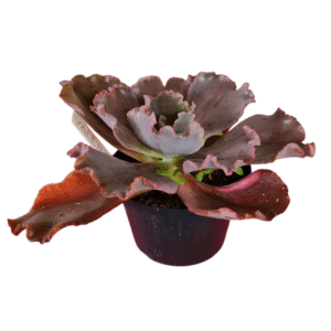 Suculenta Gibbiflora Valentine