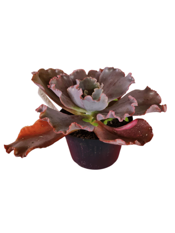 Suculenta Gibbiflora Valentine - Imagem 2