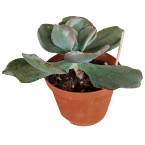 Suculenta Gibbiflora Bumps