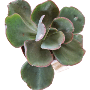 Suculenta Gibbiflora Bumps