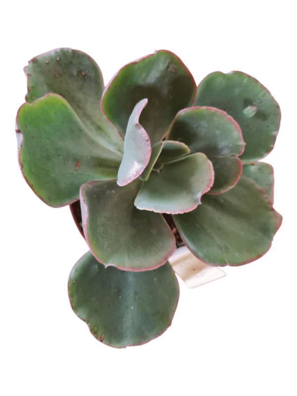 Suculenta Gibbiflora Bumps