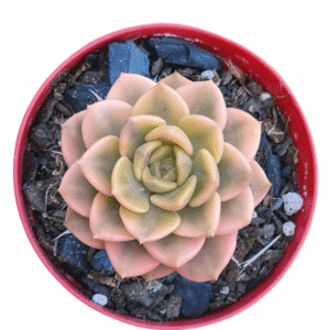 Suculenta Echeveria Tinkerbell Variegata