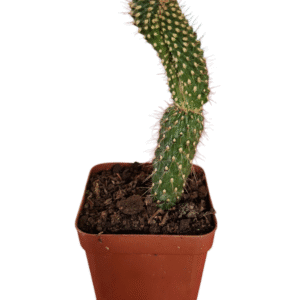 Cylindropuntia Fulgida – Rabo de Dragão