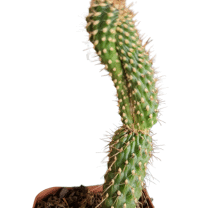 Cylindropuntia Fulgida – Rabo de Dragão