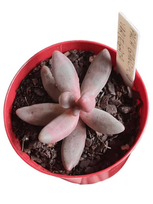 Suculenta Pachyphytum Guangzhou variegata