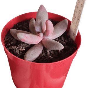 Suculenta Pachyphytum Guangzhou variegata