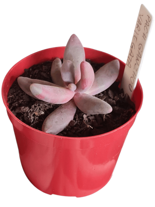 Suculenta Pachyphytum Guangzhou variegata - Image 2