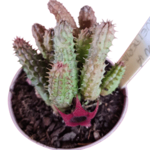 Suculenta Huernia Schneideriana