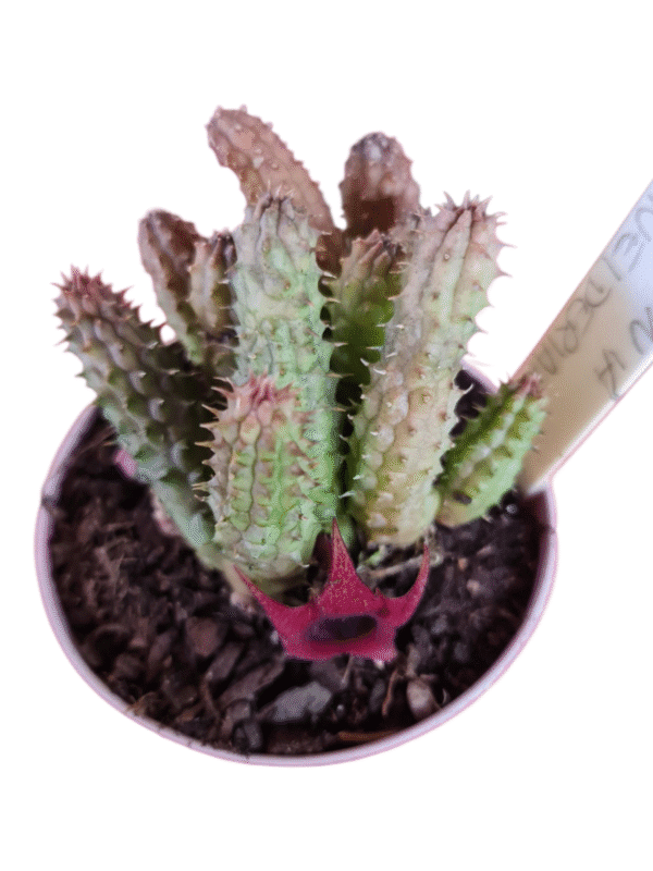 Suculenta Huernia Schneideriana - Image 2