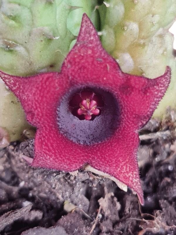 Suculenta Huernia Schneideriana - Image 3