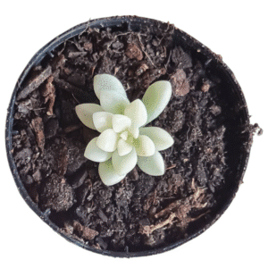 Suculenta Sedum Mirinae Variegata