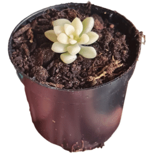 Suculenta Sedum Mirinae Variegata