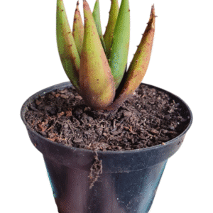 Aloe Peglerae – rustificada