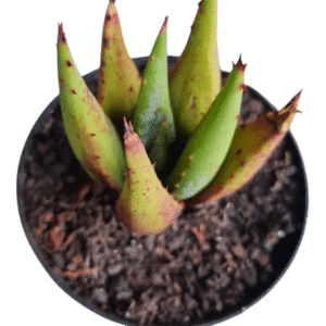 Aloe Peglerae – rustificada