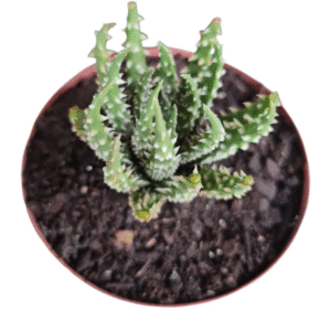 Aloe Humilis